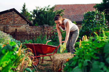 Gardener with wheelbarrow working in back yard, sunny nature