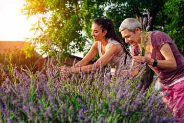 Lavender harvesting. Mother and daughter picking lavender flowers.