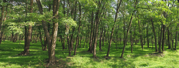 Black locust tree forest in summer