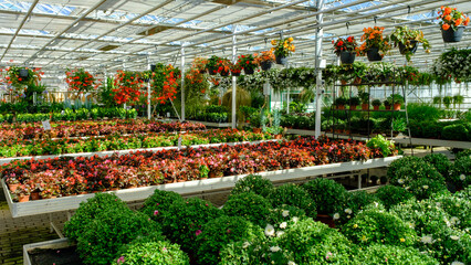 Flowers in a modern greenhouse. Greenhouses for growing flowers. Floriculture industry - obrazy, fototapety, plakaty