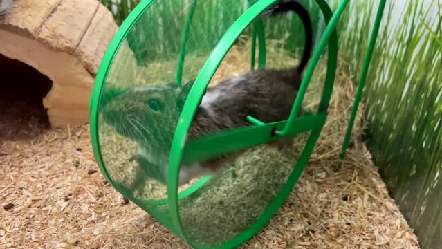 Rat race concept. Degu mouse or rodent runs in slomo on wheel treadmill in cage