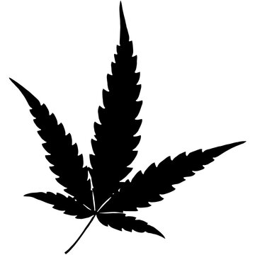 cannabis leaf vector illustration