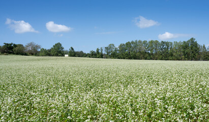 Buckwheat farm landscape with white buckwheat flowers