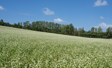 Buckwheat farm landscape with white buckwheat flowers