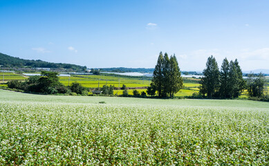 Buckwheat farm landscape with white buckwheat flowers