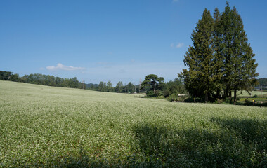 Buckwheat farm landscape with white buckwheat flowers