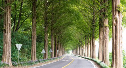 Obraz premium Metasequoia tree-lined road leading to the countryside