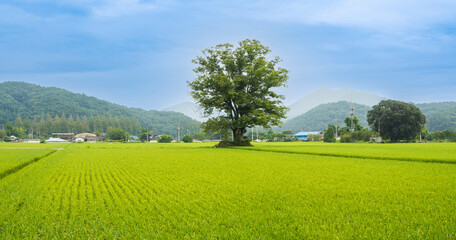 A zelkova tree in the evening in the countryside when the rice is ripening yellow