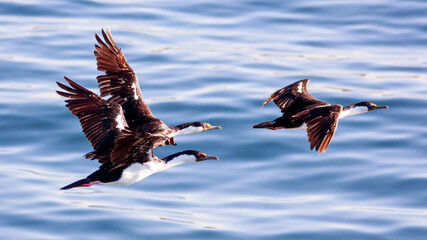 Phalacrocorax atriceps - cormoranes imperial volando sobre mar azul 