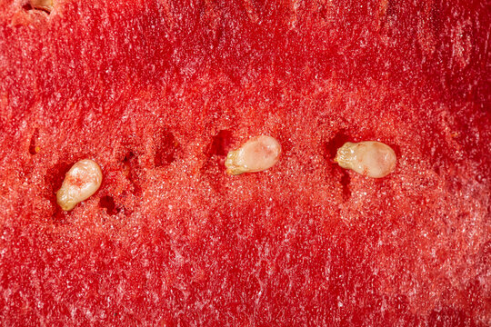 Red water melon texture macro still