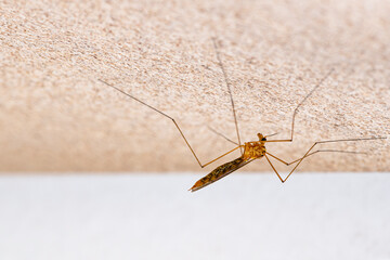 Mosquito infectious of dengue on a white wall with copy space on the right (Culex pipiens)