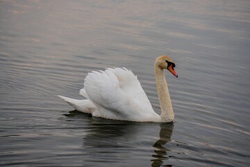 High-angle view of a beautiful mute swan swimming on the water