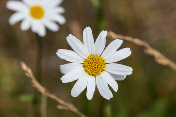Obraz premium White Daisy flower in the field with bokeh background