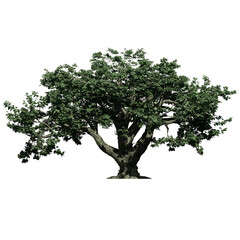 BigLeaf Maple Tree – Front View