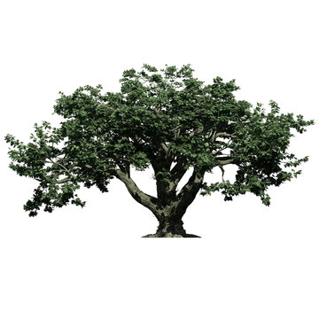 BigLeaf Maple Tree &ndash; Front View