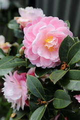 Closeup of delicate pink Camellia flower surrounded by green leaves