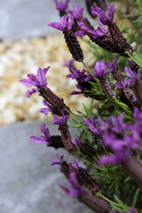 Closeup of lavender flowers with bees on flower petals