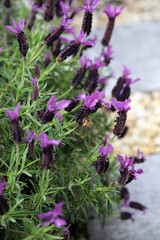 Fototapeta premium Closeup of lavender flowers with bees on flower petals