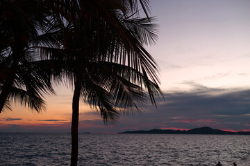 Palm tree silhouette on sea sunset pink background.