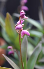 Obraz premium Closeup of delicate pink orchid with water droplets on flower