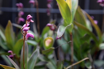Closeup of delicate pink orchid with water droplets on flower