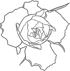 rose hand drawn illustration