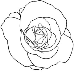 rose hand drawn illustration