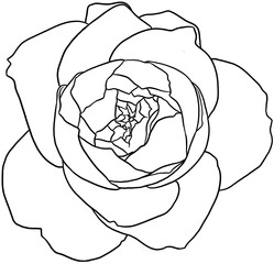 rose hand drawn illustration