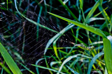 grasshopper trapped in spider web