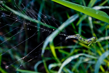grasshopper trapped in spider web