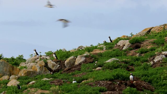 Puffins fly around their colony while others stay on the hilltop.