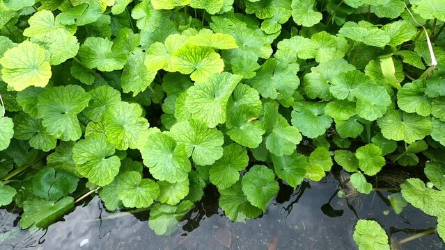 川に自生する水草