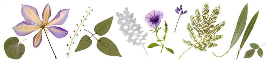 Pressed and dried clematis, bindweed flowers, olive leaves, acacia isolated on white background....