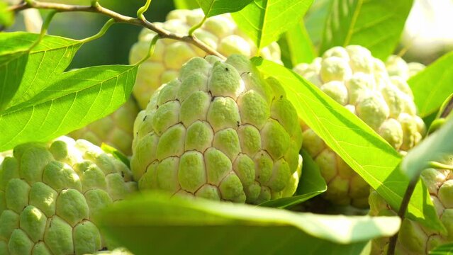Close up shot of custard apple or sugar apple collected to be sold in Vietnamese market in Chi Lang district, Lang Son province, Vietnam at daytime.