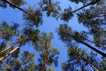 Baumkronen im Schlosspark Altdöbern