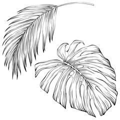 Obraz premium Leaves isolated on white. Tropical leaves. Hand drawn png illustration.