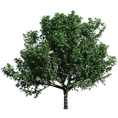 Obraz premium Bradford Pear Tree – Front View
