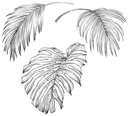 Obraz premium Leaves isolated on white. Tropical leaves. Hand drawn png illustration.