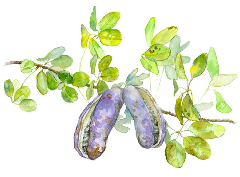 Fruits, branch and leaves of akebia quinata