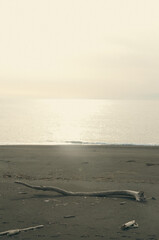 Sea at sunset and driftwood