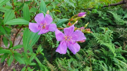 Cambodia. Melastoma affine, also known by the common names blue tongue or native lassiandra, is a shrub of the family Melastomataceae. 