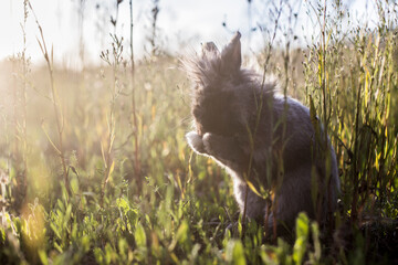 Fototapeta premium lapin