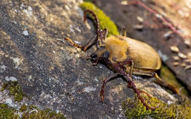 madre de culebra macho (Acanthinodera cumingii) en piedra 