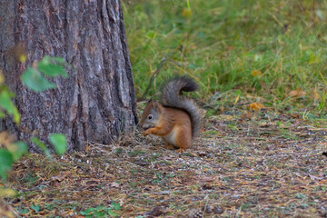 Squirrel
