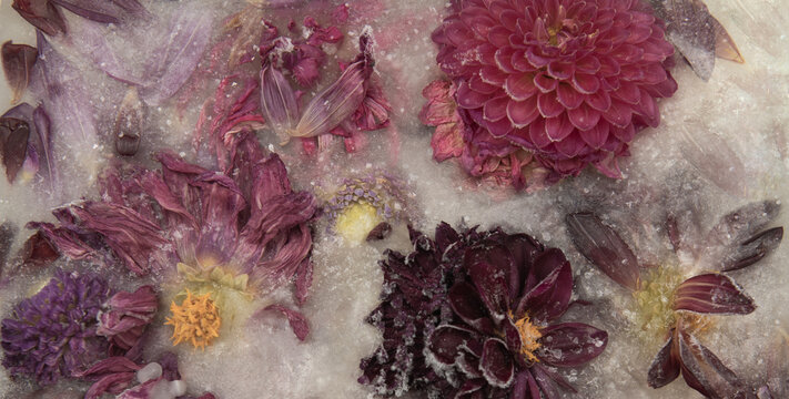 closeup of frozen pink and purple dahlia flowers in ice, water and milk