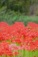 燃えるような赤色の彼岸花の群生