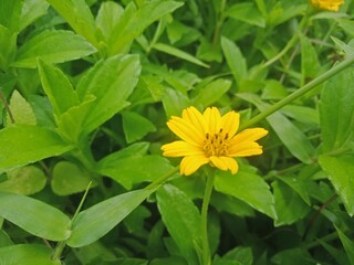 Red yellow nature macro photo. Stock photo of red flower nature plant