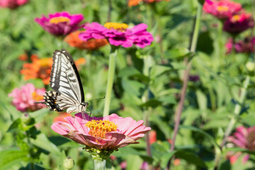 百日草に留まるアゲハチョウ