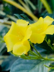yellow flowers