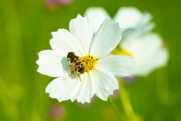Obraz premium 白いコスモスに留ったミツバチ